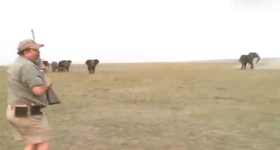 بالفيديو.. قطيع أفيال يهاجم صيادين لإطلاقهم النار على واحد منهم صورة رقم 2