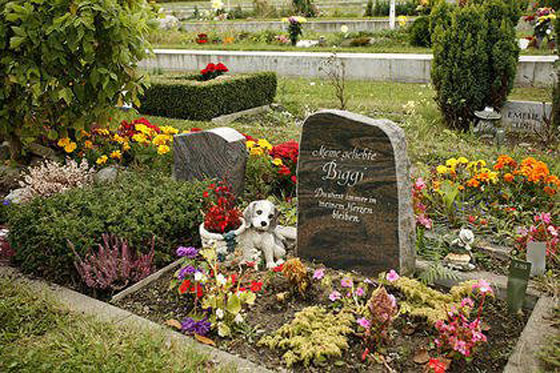 بالصور: أجمل مقبرة خضراء ومزهرة للحيوانات الأليفة في ألمانيا صورة رقم 1