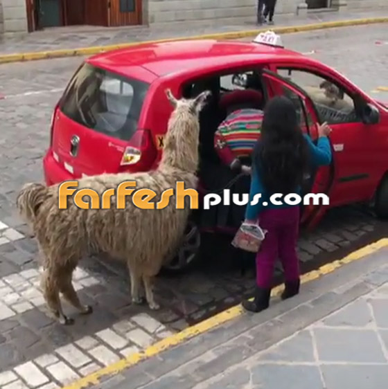 فيديو غريب.. حيوان اللاما يركب على المقعد الخلفي في سيارة أجرة! صورة رقم 1