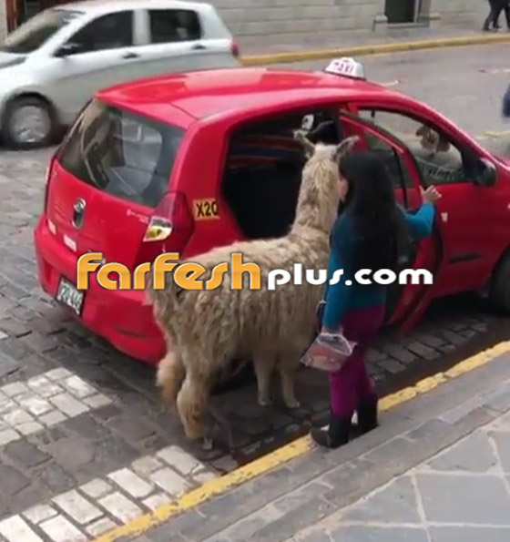 فيديو غريب.. حيوان اللاما يركب على المقعد الخلفي في سيارة أجرة! صورة رقم 2