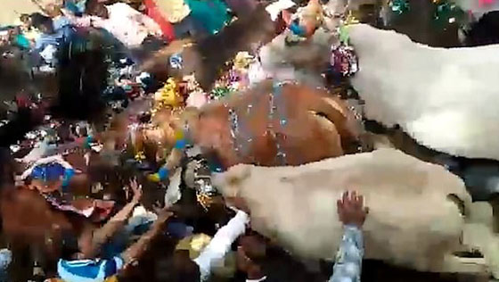 بالفيديو.. هندوس يسمحون للأبقار بدهسهم في طقس ديني غريب صورة رقم 1