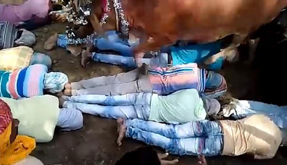 بالفيديو.. هندوس يسمحون للأبقار بدهسهم في طقس ديني غريب صورة رقم 2