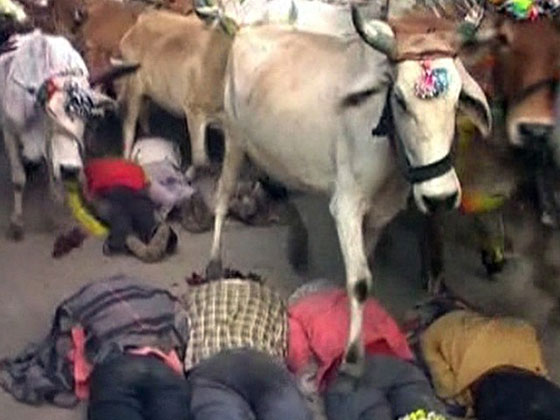 بالفيديو.. هندوس يسمحون للأبقار بدهسهم في طقس ديني غريب صورة رقم 3