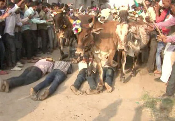 بالفيديو.. هندوس يسمحون للأبقار بدهسهم في طقس ديني غريب صورة رقم 4