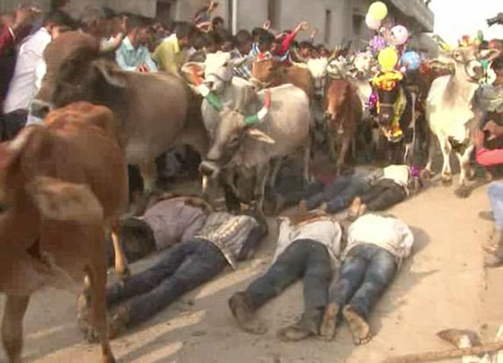 بالفيديو.. هندوس يسمحون للأبقار بدهسهم في طقس ديني غريب صورة رقم 6