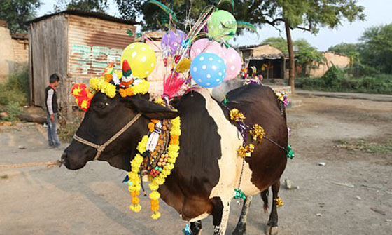 بالفيديو.. هندوس يسمحون للأبقار بدهسهم في طقس ديني غريب صورة رقم 7