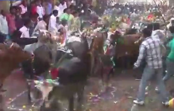 بالفيديو.. هندوس يسمحون للأبقار بدهسهم في طقس ديني غريب صورة رقم 10
