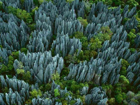 بالصور.. جولة مدهشة في أغرب الغابات في العالم صورة رقم 1