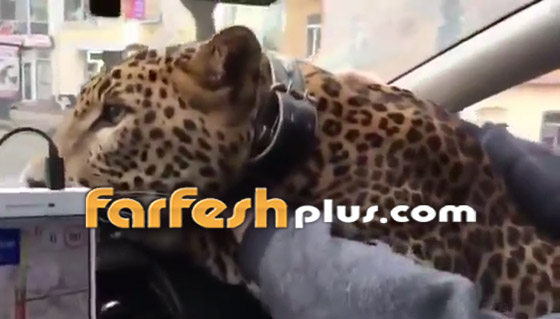 شاهد بالفيديو رجلا روسيا يصطحب معه فهدا في سيارة تاكسي صورة رقم 2