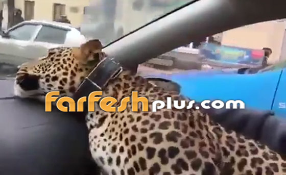 شاهد بالفيديو رجلا روسيا يصطحب معه فهدا في سيارة تاكسي صورة رقم 3