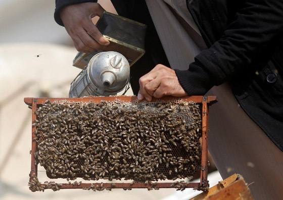 بالصور: مصري يستخدم سم النحل لعلاج الأمراض وتحسين المزاج! صورة رقم 4