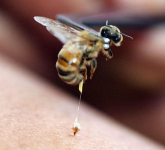 بالصور: مصري يستخدم سم النحل لعلاج الأمراض وتحسين المزاج! صورة رقم 6