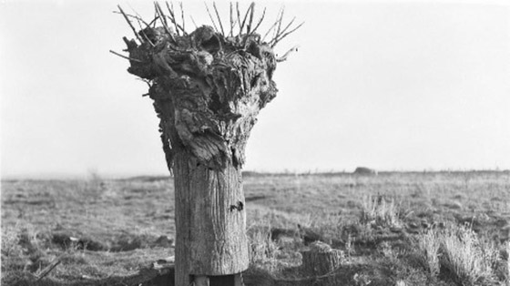 لهذا الغرض استخدمت الأشجار خلال الحرب الكبرى صورة رقم 8