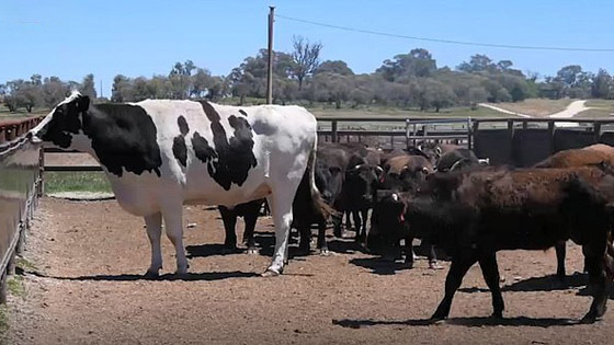 فيديو وصور بقرة ضخمة بطول مترين تعيش في مزرعة أسترالية! صورة رقم 4