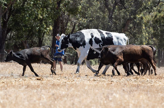 فيديو وصور بقرة ضخمة بطول مترين تعيش في مزرعة أسترالية! صورة رقم 10