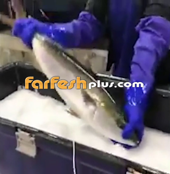 فيديو مذهل.. سمكة مجمدة تعود إلى الحياة بعد وضعها في الماء الدافئ! صورة رقم 1