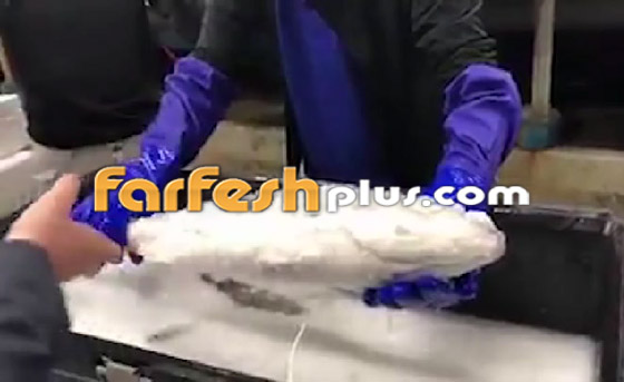 فيديو مذهل.. سمكة مجمدة تعود إلى الحياة بعد وضعها في الماء الدافئ! صورة رقم 4