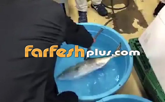 فيديو مذهل.. سمكة مجمدة تعود إلى الحياة بعد وضعها في الماء الدافئ! صورة رقم 7
