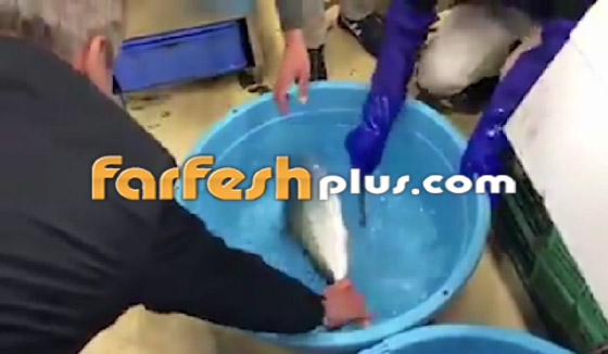 فيديو مذهل.. سمكة مجمدة تعود إلى الحياة بعد وضعها في الماء الدافئ! صورة رقم 8