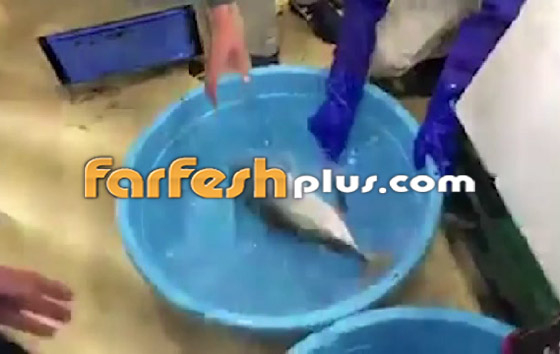 فيديو مذهل.. سمكة مجمدة تعود إلى الحياة بعد وضعها في الماء الدافئ! صورة رقم 9