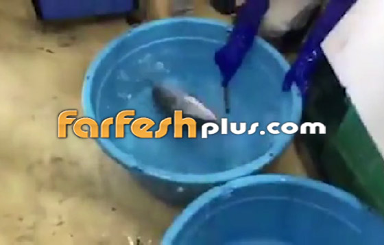 فيديو مذهل.. سمكة مجمدة تعود إلى الحياة بعد وضعها في الماء الدافئ! صورة رقم 10