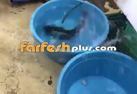 فيديو مذهل.. سمكة مجمدة تعود إلى الحياة بعد وضعها في الماء الدافئ! صورة رقم 11