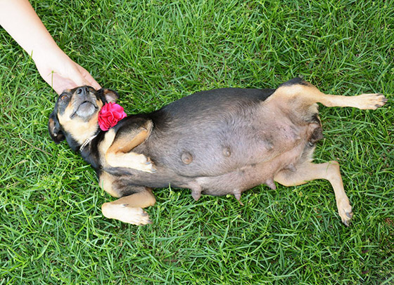 صور مدهشة: أنثى كلب حامل تذيب القلوب بجلسة تصوير خلال حملها صورة رقم 6