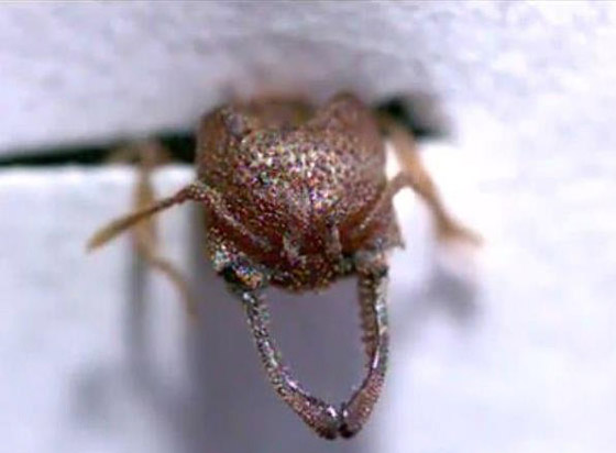 نمل دراكولا: الحشرة الأسرع لسعا وفتكا على وجه الأرض! فيديو صورة رقم 3