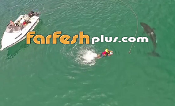 حوت قاتل يفاجئ متزلج على المياه ويقترب منه ويسبح من أسفله! فيديو صورة رقم 6