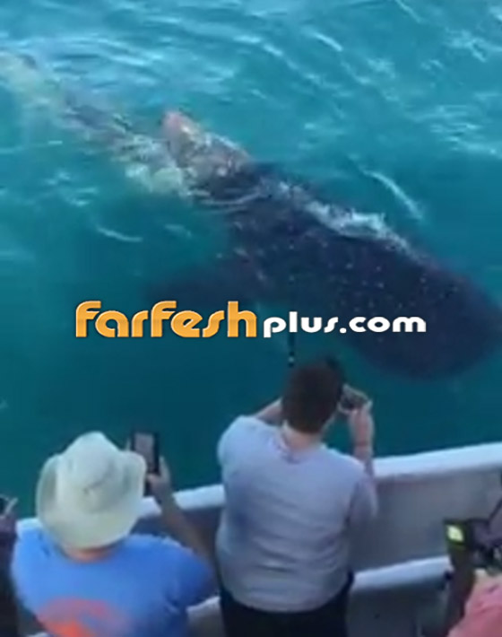 فيديو مذهل: صيادون يصورون أكبر وأضخم سمكة في العالم في فلوريدا صورة رقم 2