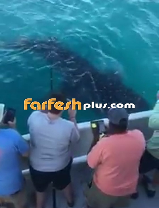 فيديو مذهل: صيادون يصورون أكبر وأضخم سمكة في العالم في فلوريدا صورة رقم 3