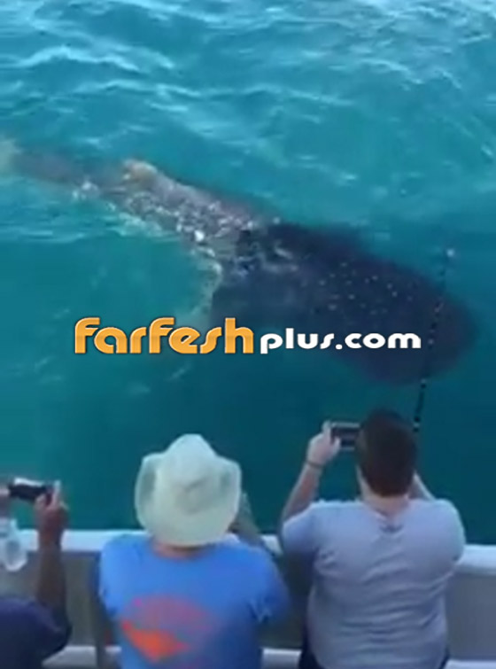 فيديو مذهل: صيادون يصورون أكبر وأضخم سمكة في العالم في فلوريدا صورة رقم 4