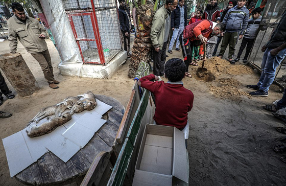 موت أربعة أشبال بسبب البرد في حديقة حيوان بغزة صورة رقم 7