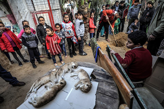 موت أربعة أشبال بسبب البرد في حديقة حيوان بغزة صورة رقم 8