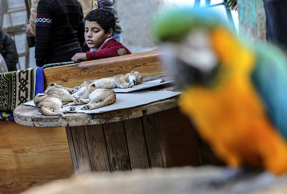 موت أربعة أشبال بسبب البرد في حديقة حيوان بغزة صورة رقم 6