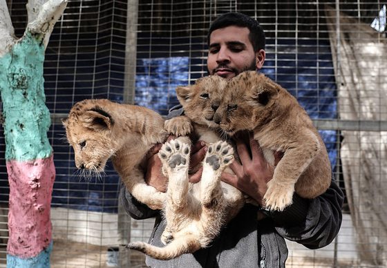 موت أربعة أشبال بسبب البرد في حديقة حيوان بغزة صورة رقم 11