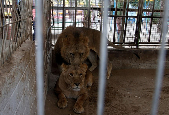 موت أربعة أشبال بسبب البرد في حديقة حيوان بغزة صورة رقم 12