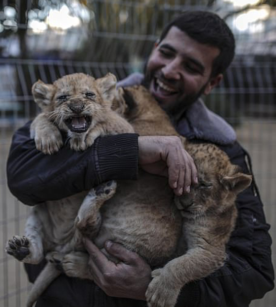 موت أربعة أشبال بسبب البرد في حديقة حيوان بغزة صورة رقم 13