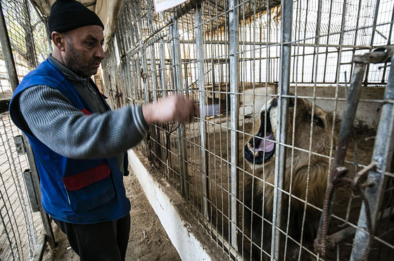 موت أربعة أشبال بسبب البرد في حديقة حيوان بغزة صورة رقم 15