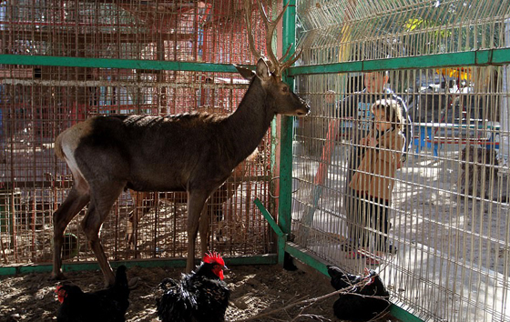 موت أربعة أشبال بسبب البرد في حديقة حيوان بغزة صورة رقم 16