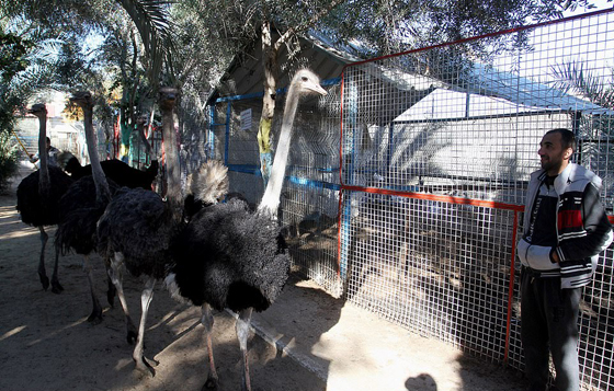 موت أربعة أشبال بسبب البرد في حديقة حيوان بغزة صورة رقم 17