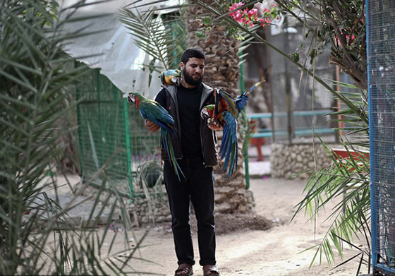 موت أربعة أشبال بسبب البرد في حديقة حيوان بغزة صورة رقم 18