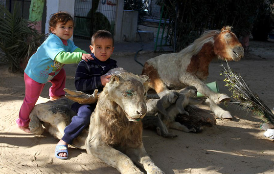 موت أربعة أشبال بسبب البرد في حديقة حيوان بغزة صورة رقم 20