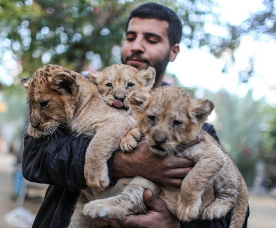 موت أربعة أشبال بسبب البرد في حديقة حيوان بغزة صورة رقم 21