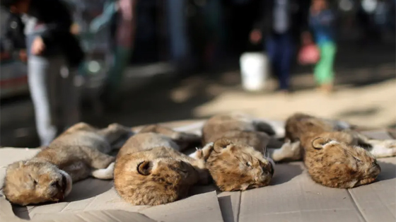 موت أربعة أشبال بسبب البرد في حديقة حيوان بغزة صورة رقم 4