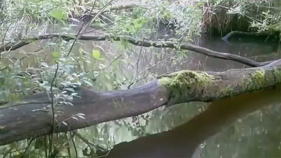 فيديو يظهر جذع شجرة بطل يستخدمه الحيوانات البرية والأليفة! صورة رقم 10