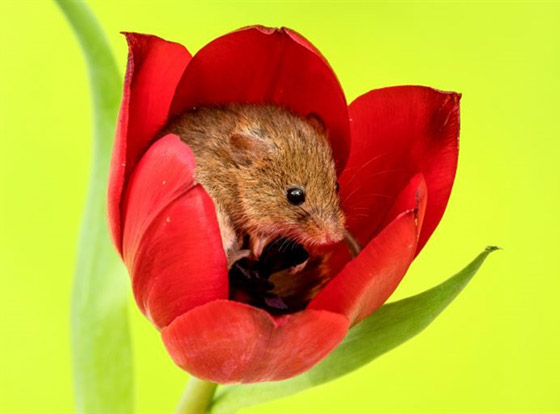 سرير من الزهور.. صور مذهلة لفئران صغيرة تنام داخل زهور التوليب صورة رقم 2