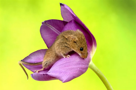 سرير من الزهور.. صور مذهلة لفئران صغيرة تنام داخل زهور التوليب صورة رقم 3