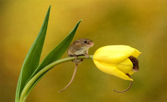 سرير من الزهور.. صور مذهلة لفئران صغيرة تنام داخل زهور التوليب صورة رقم 5