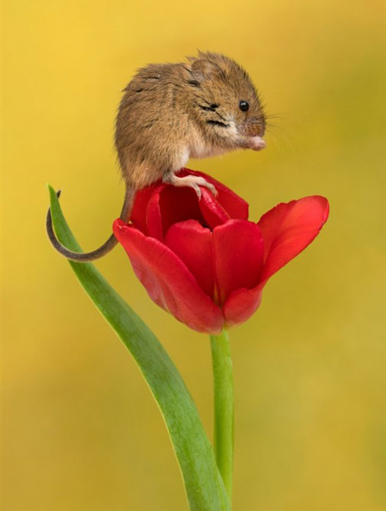 سرير من الزهور.. صور مذهلة لفئران صغيرة تنام داخل زهور التوليب صورة رقم 6
